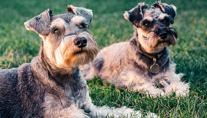 Healthy adult dog at Companion Animal Clinic, Yakima WA veterinary services