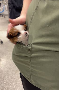 Veterinary technician providing attentive care to an ill pet at Companion Animal Clinic Yakima

