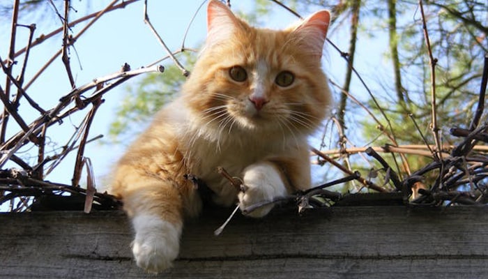Cat during a veterinary wellness visit at Companion Animal Clinic in Yakima WA