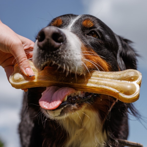 Pet dental care examination at Companion Animal Clinic in Yakima, Washington
