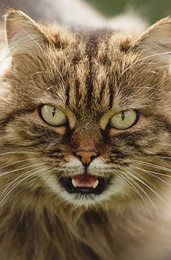 Veterinary dental cleaning procedure for a dog at Companion Animal Clinic Yakima
