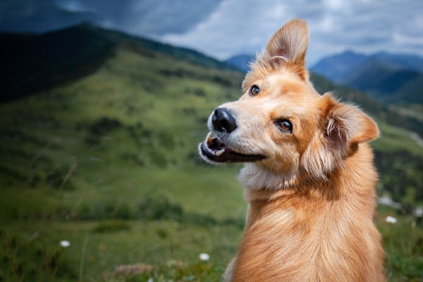 General pet care services at Companion Animal Clinic, veterinary wellness in Yakima, WA
