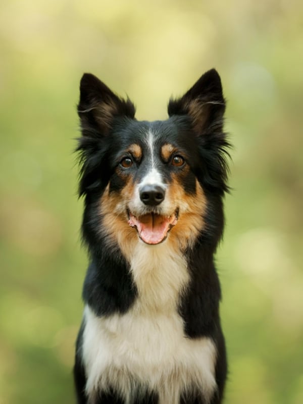 Veterinary team member caring for a dog or cat at Companion Animal Clinic in Yakima
