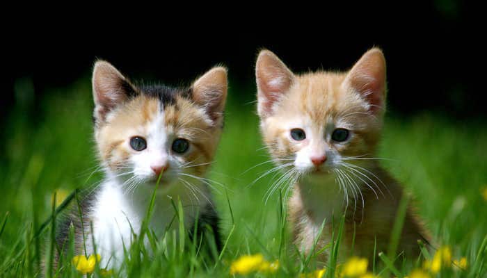 Kittens during a veterinary wellness visit at Companion Animal Clinic in Yakima WA