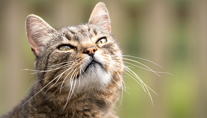 Senior cat receiving veterinary wellness care at Companion Animal Clinic in Yakima WA