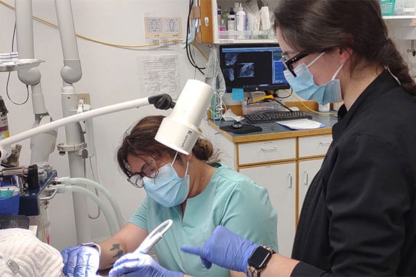 Companion Animal Clinic Yakima surgical suite prepared for a veterinary procedure
