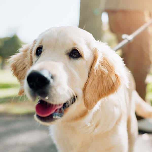 Happy pet during routine wellness visit at Companion Animal Clinic in Yakima
