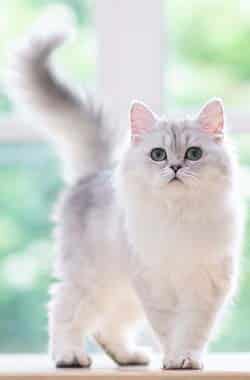 Veterinary team providing comprehensive wellness care for pets in Yakima, WA
