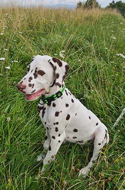 Companion Animal Clinic wellness care for pets in Yakima, WA
