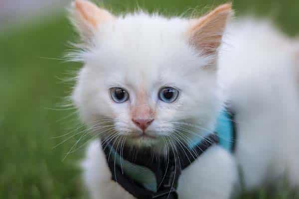 Pet wellness exam at Companion Animal Clinic in Yakima, Washington
